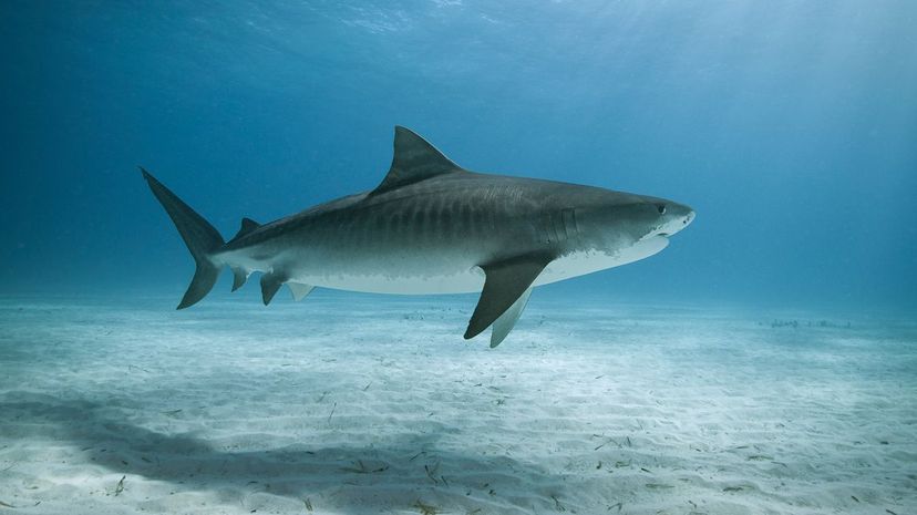 Tiger shark