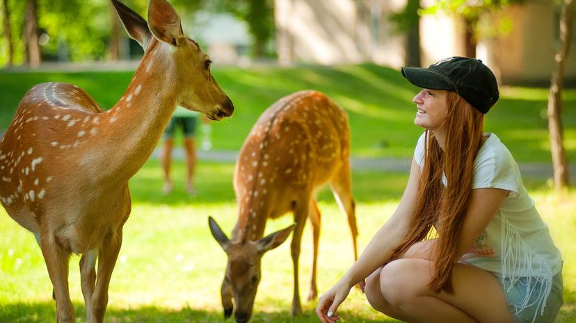 Girl with Deer