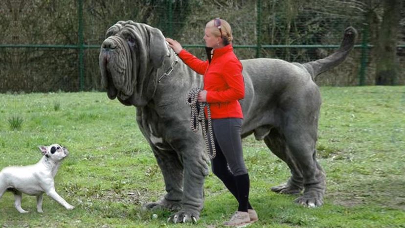 Large working clearance dog breeds