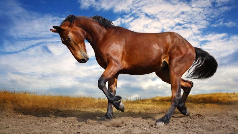 How Much Do You Know About Thoroughbred Horses 1
