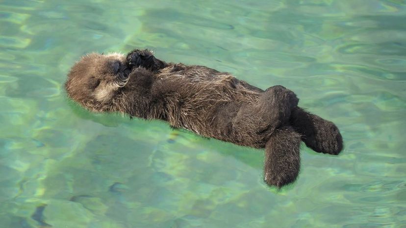 Marine Otter