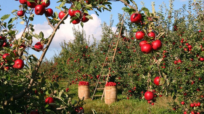 Fall Apple Orchard