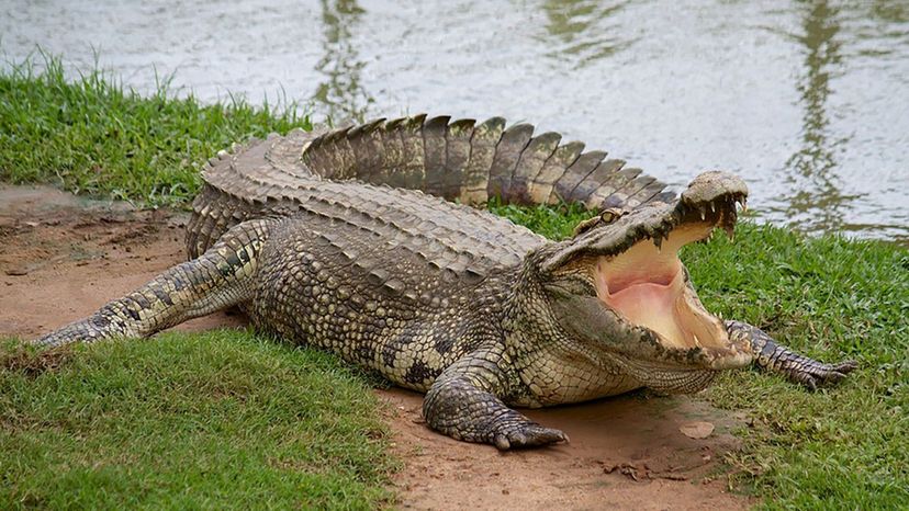 crocodile