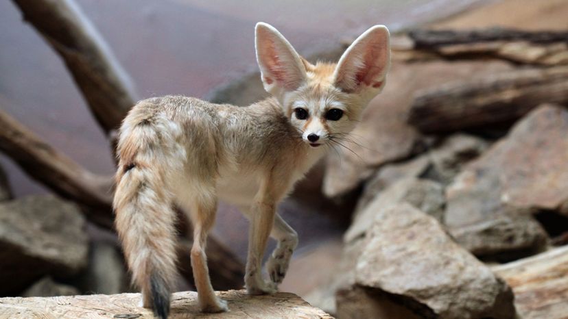 Fennec Foxes