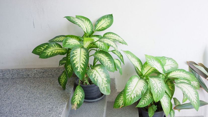 dieffenbachia