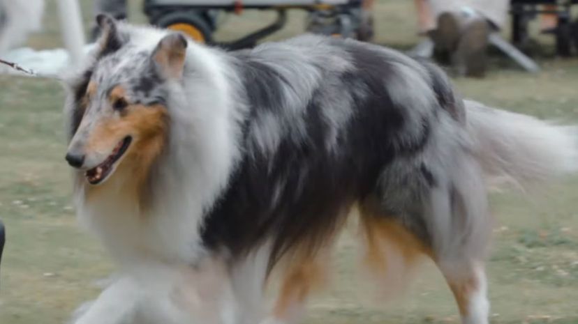 17 Rough collie