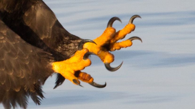 Can You Identify the Animal From Its Claws? | HowStuffWorks