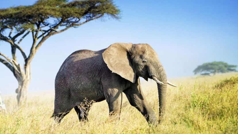 African elephant