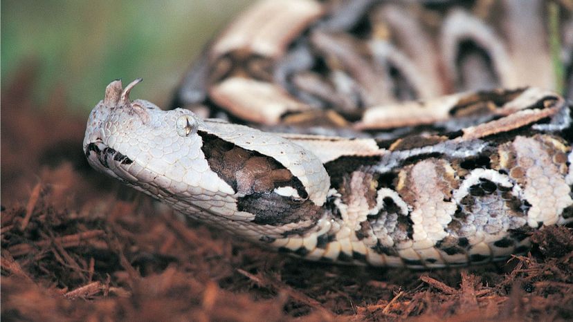 Gaboon Viper