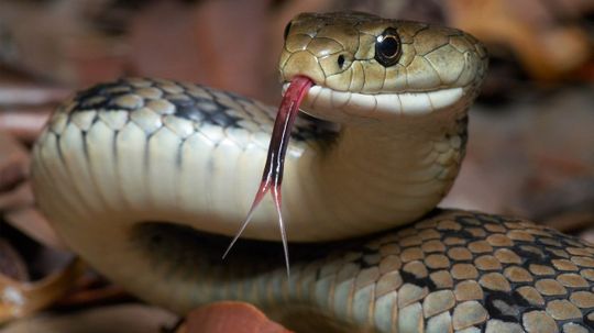Do You Know Where to Find These Venomous Snakes?