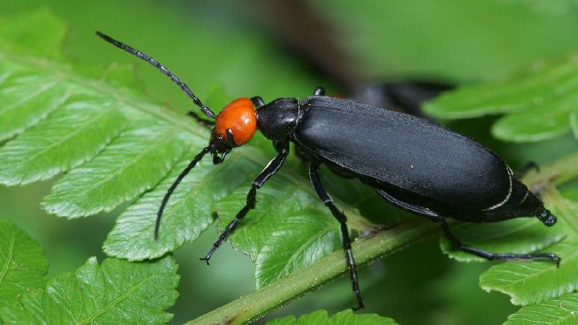 Blister Beetle