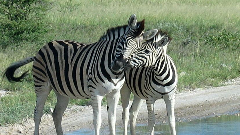 Plain's Zebra | Burchell's Zebra