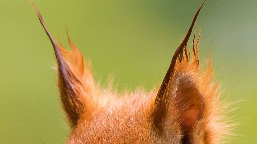 Eurasian red squirrel