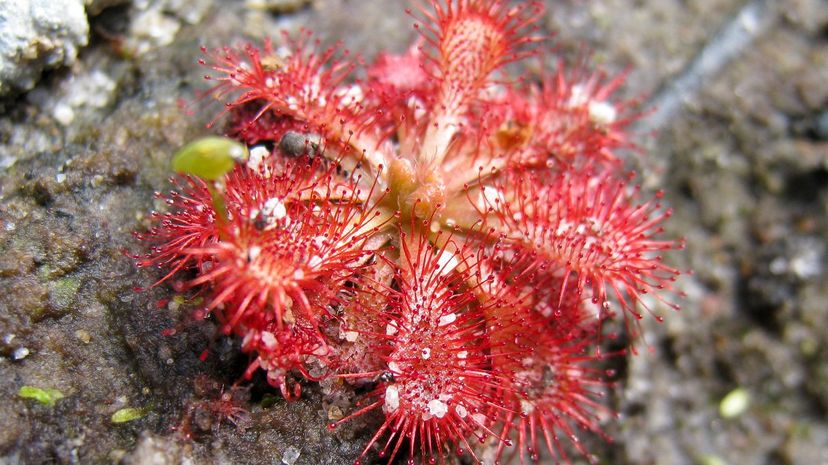 39-Australian Sundew