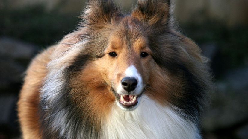 Shetland sheepdog