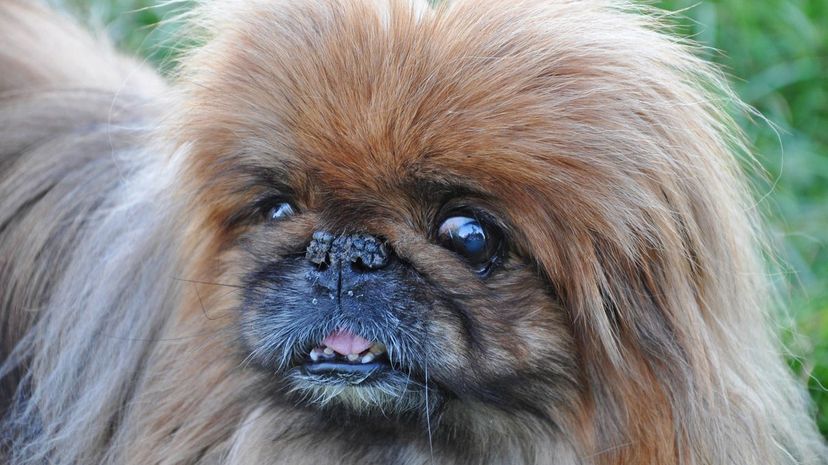 Pekingese