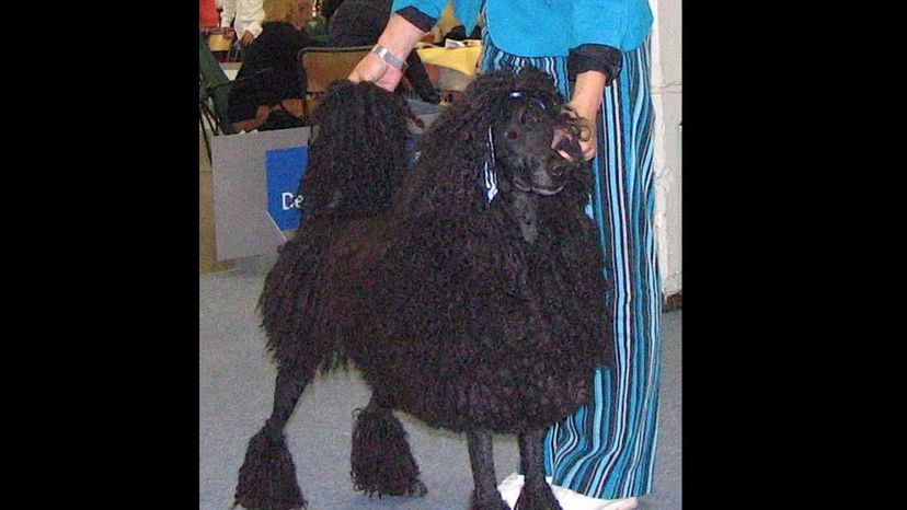 Corded Poodle