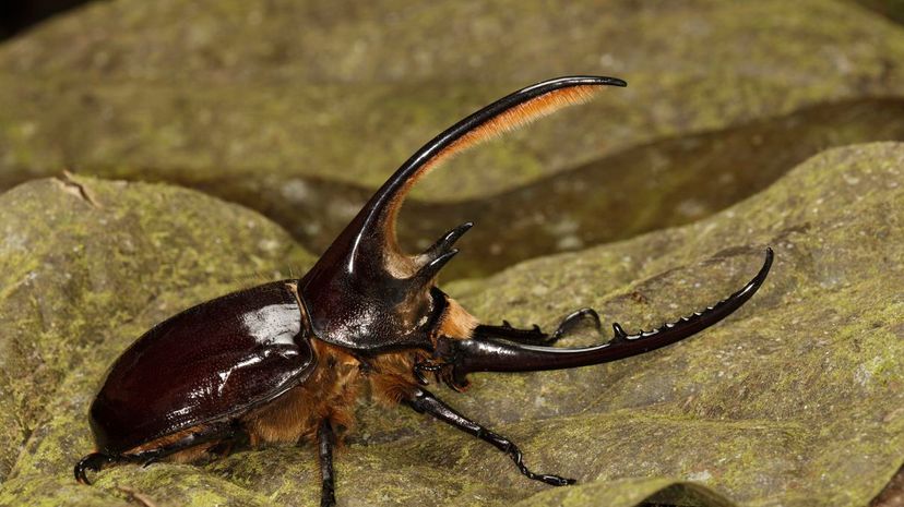 Hercules Beetle