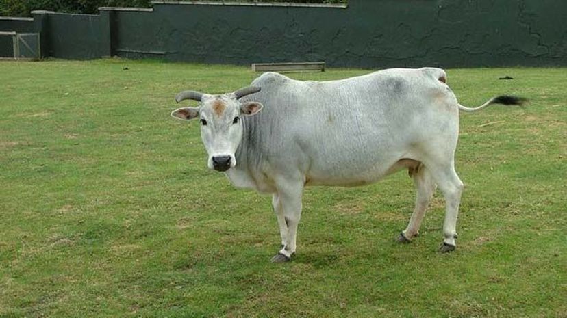  zebu cattle