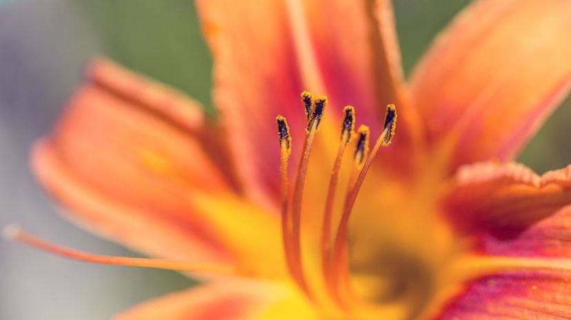 1 Orange lily flower closeup