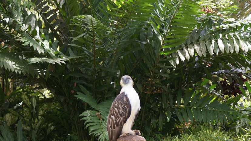 Philippine_Eagle