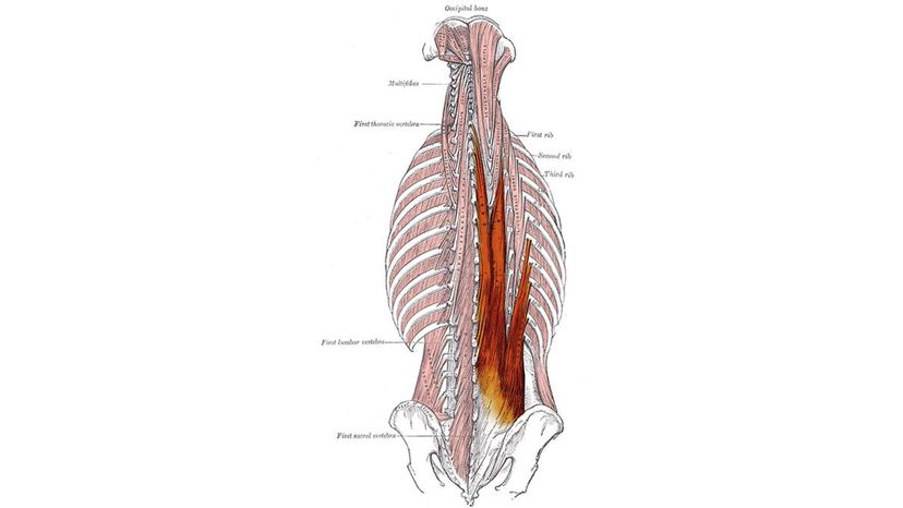 Erector Spinae