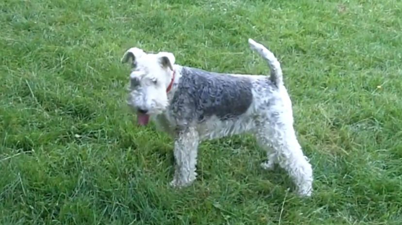 2 Wire fox terrier