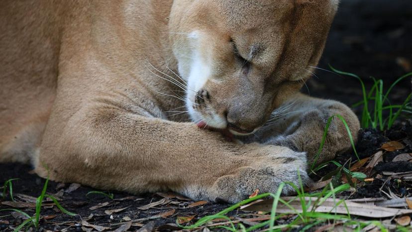 Florida Panther