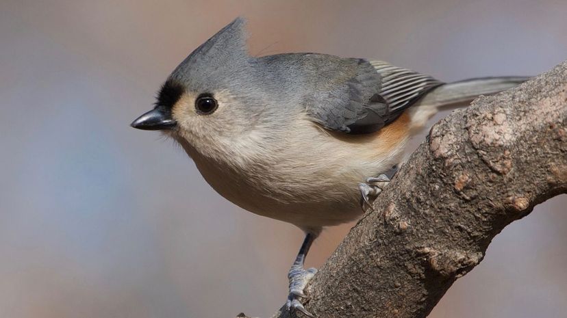 Tufted titmouse