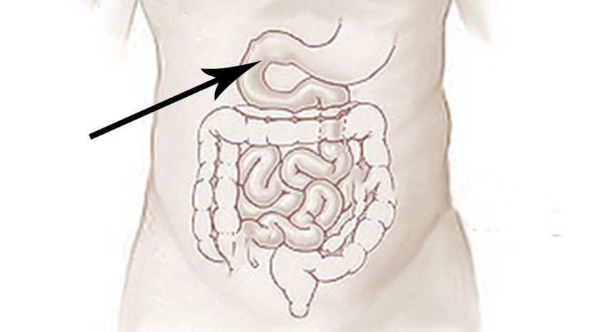 Duodenum