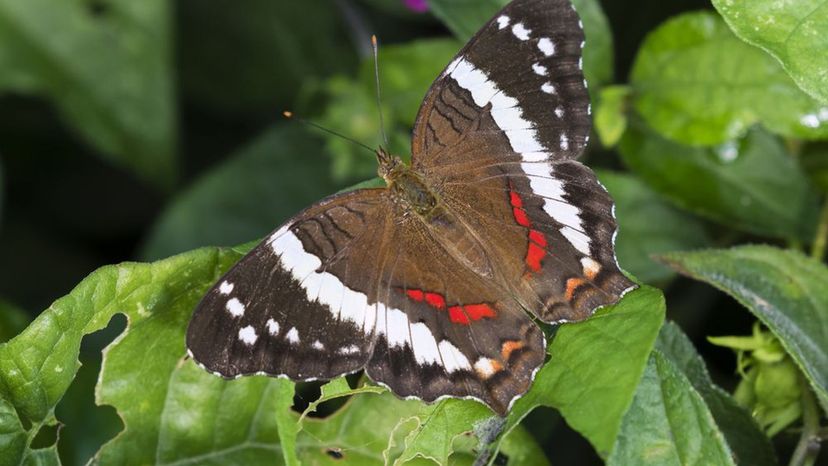 Banded Peacock Butterfly