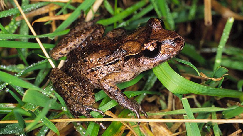 Maud Island frog