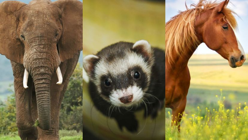 Which Animal Were You in a Past Life?