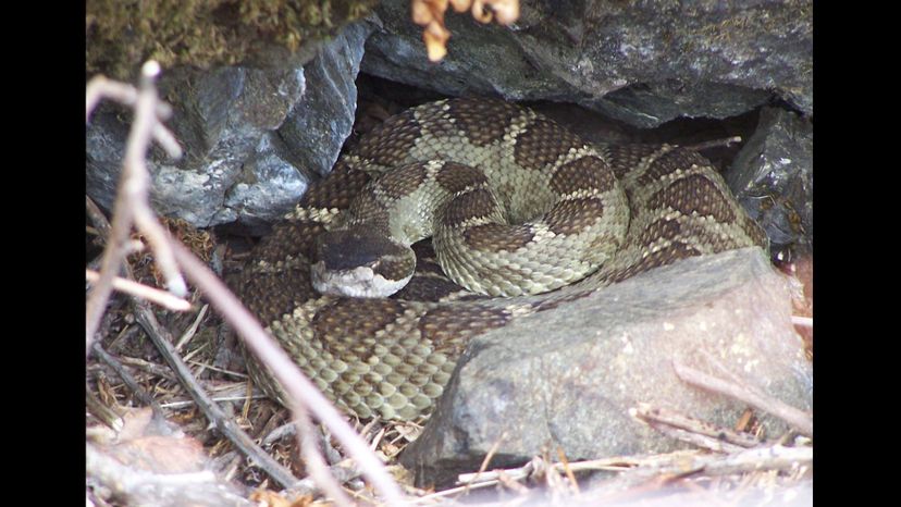 Timber rattlesnake