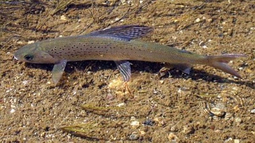 Arctic Grayling