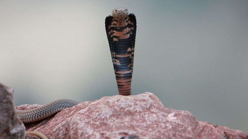 Mozambique spitting cobra