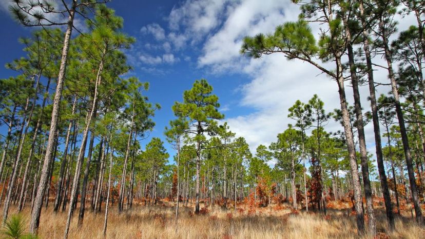 longleaf pine