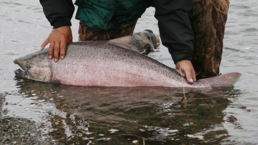 Chinook salmon