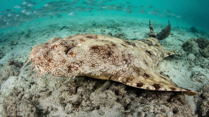 Wobbegong shark