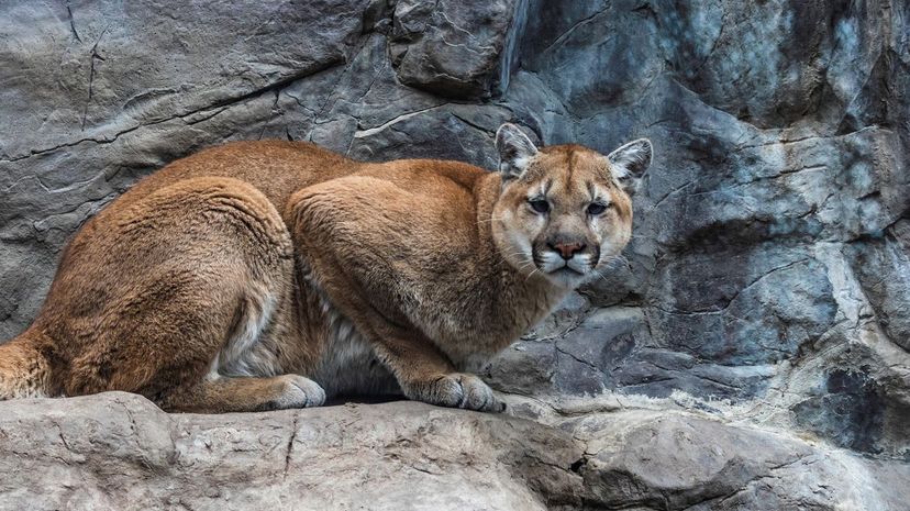 Mountain Lion