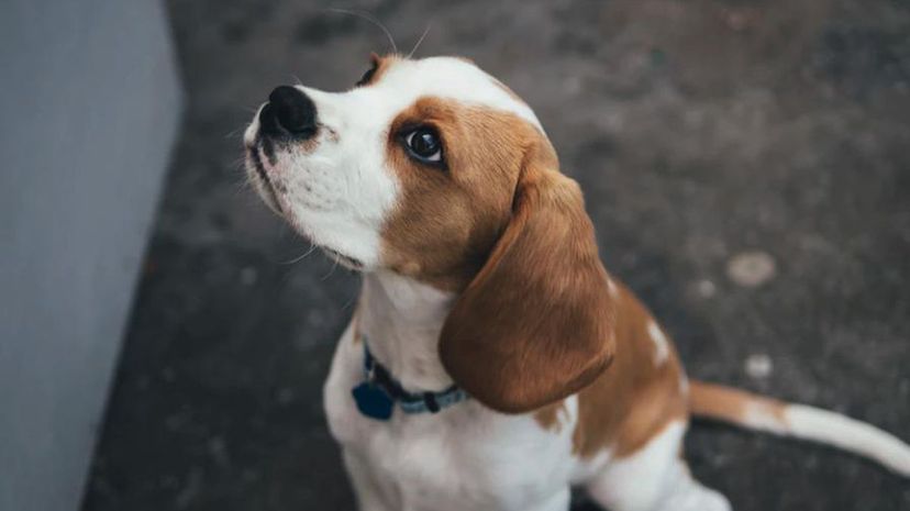 小猎犬小狗＂border=