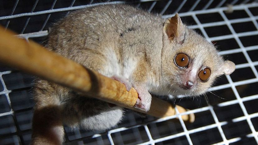 Gray mouse lemur