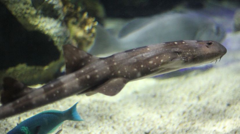 white spotted bamboo shark drawing