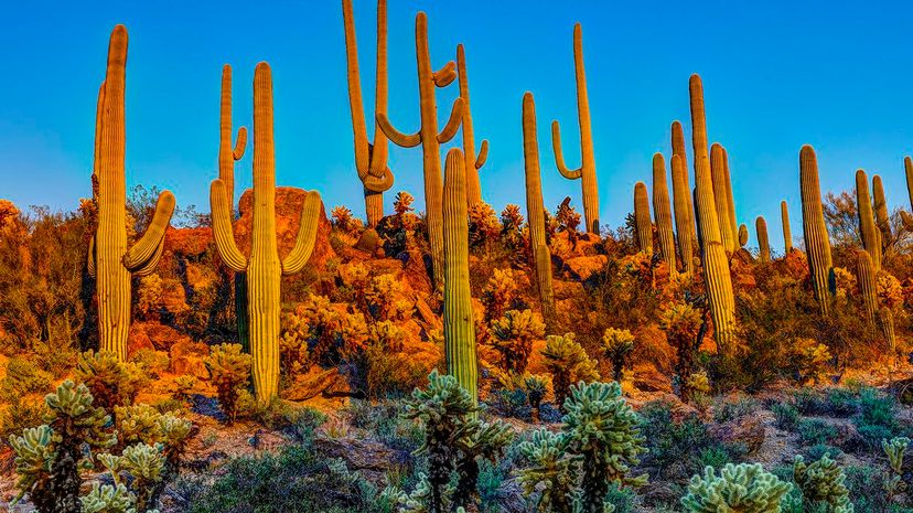 11 Saguaro Cactus Arizona