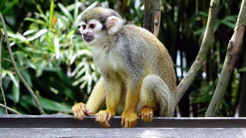 Squirrel monkey