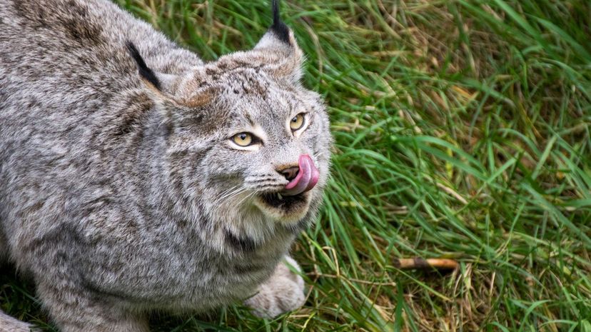 22-Canadian Lynx