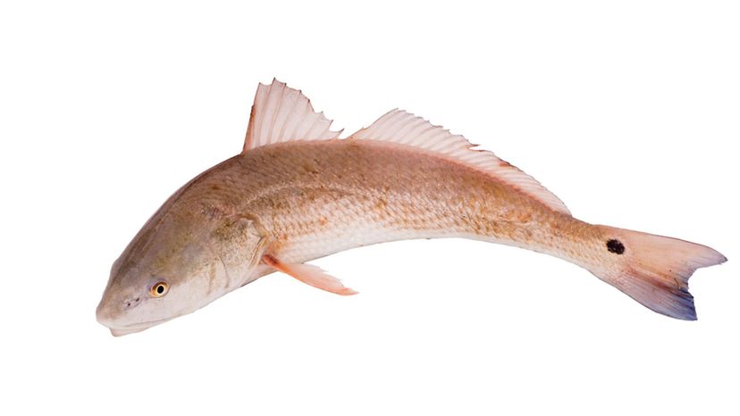 Redfish