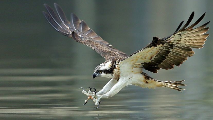 Osprey