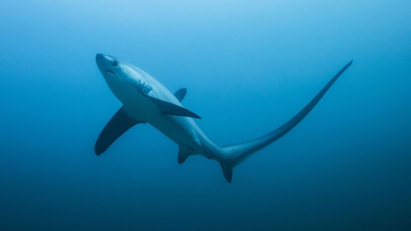 Thresher shark