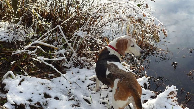 Treeing Walker Coonhound